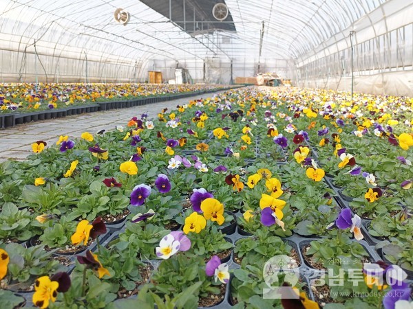 함양군농업기술센터는 직접 재배한 봄꽃을 배부한다. (사진제공=함양군청)